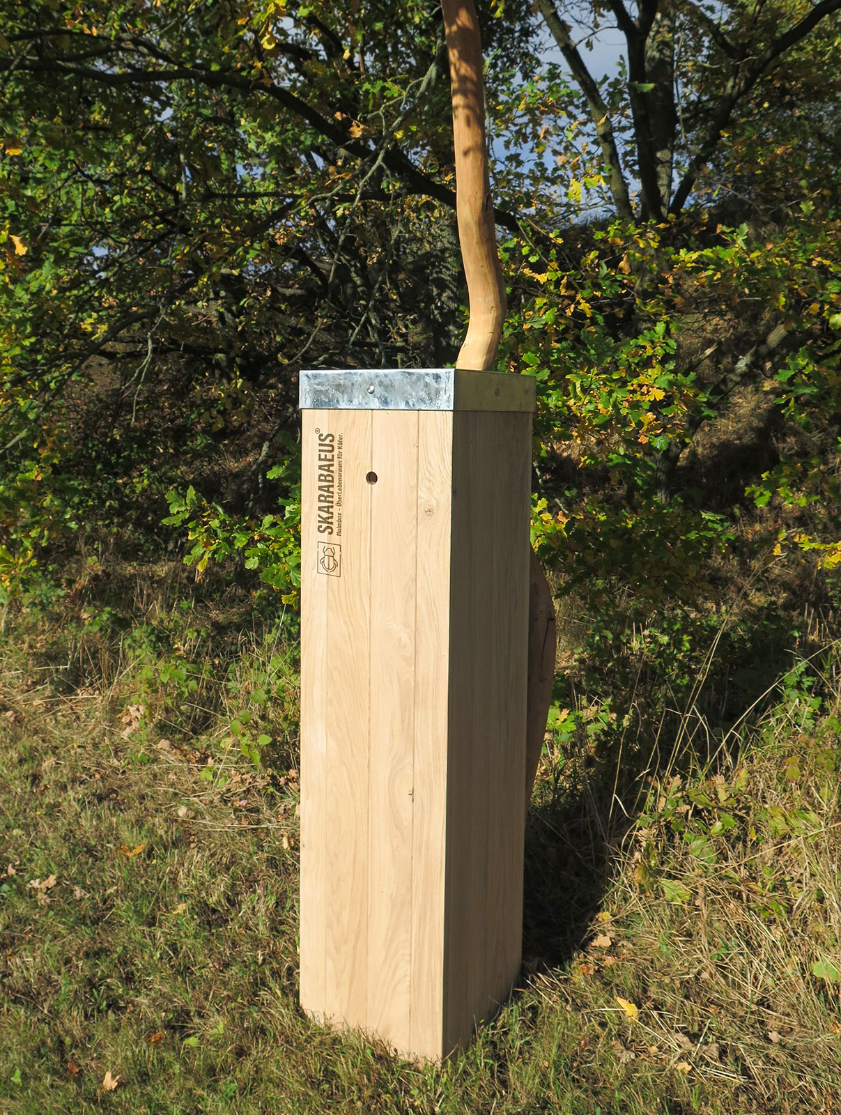 Mulmbox Skarabaeus